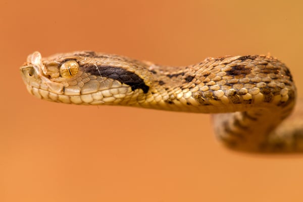 Acidentes com animais peconhentos caem 18 em Mato Grosso mas casos com escorpioes preocupam