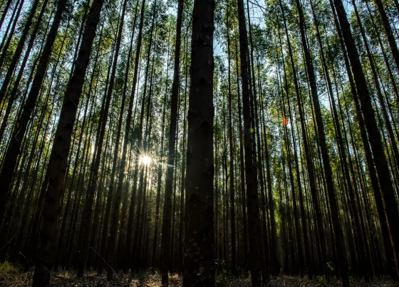 A proposta é realizar uma grande coleta de dados sobre produtividade florestal, práticas de manejo, uso de tecnologias e custos de produção