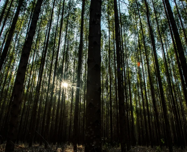 A proposta é realizar uma grande coleta de dados sobre produtividade florestal, práticas de manejo, uso de tecnologias e custos de produção