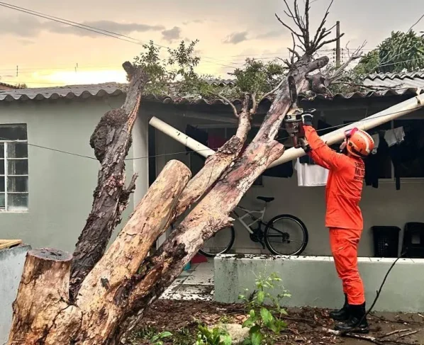 Bombeiros removem árvore caída sobre casa em Primavera do Leste