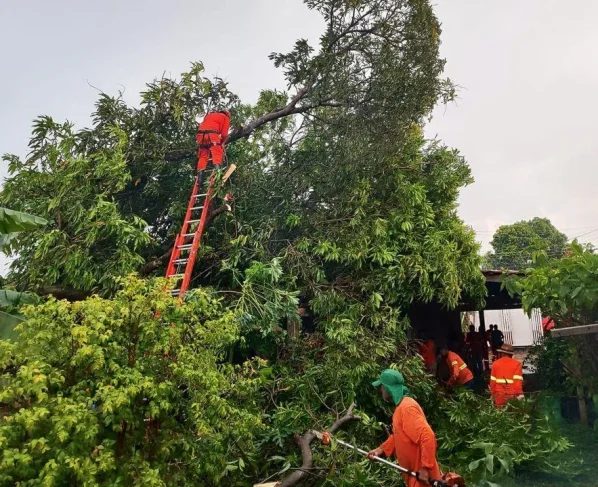 Bombeiros removem árvore que desabou sobre casa em Primavera do Leste
