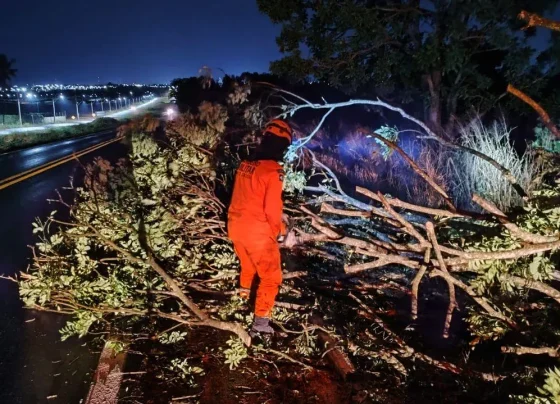 Bombeiros removem galhos caídos na BR-070 em Barra do Garças