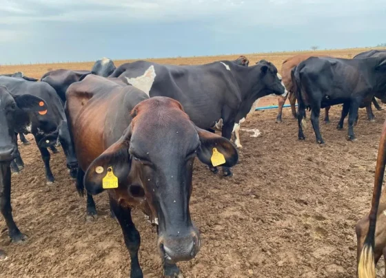Seaf abre pregão para compra de novilhas da agricultura familiar