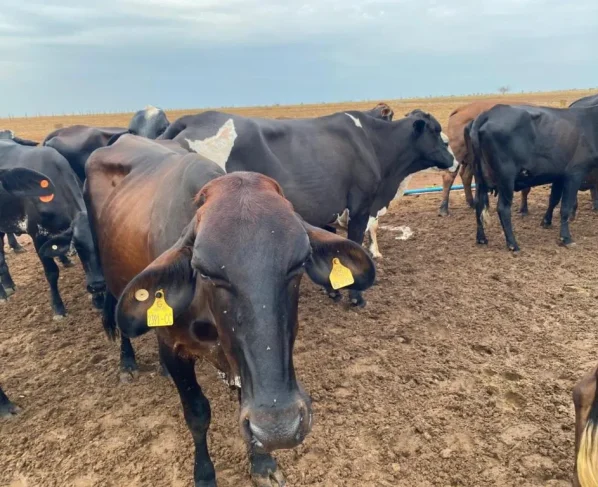 Seaf abre pregão para compra de novilhas da agricultura familiar