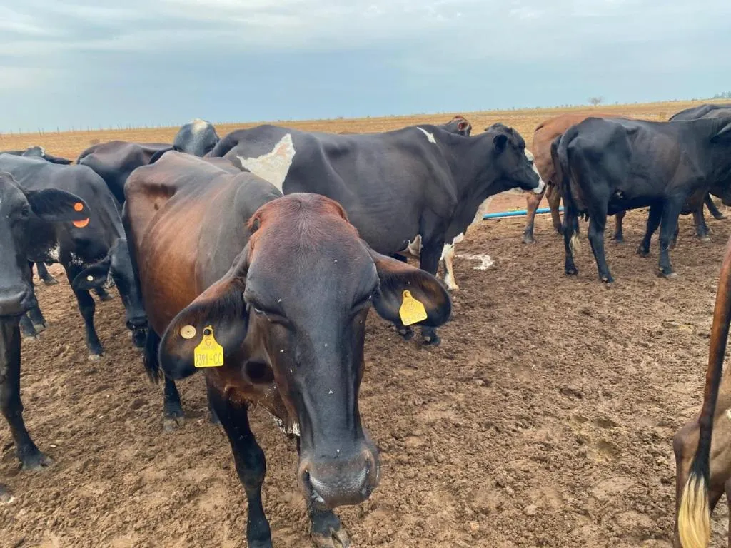 Seaf abre pregão para compra de novilhas da agricultura familiar