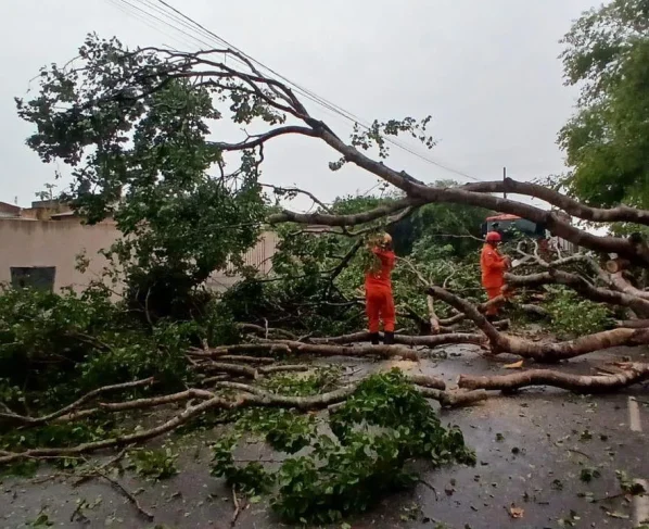 Bombeiros registram três quedas de árvores após temporal em Sinop