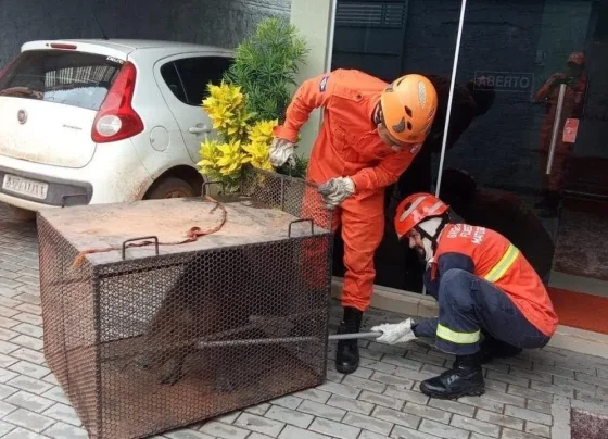 Bombeiros resgatam capivara em avenida de Confresa