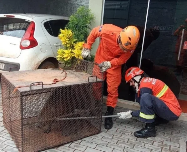 Bombeiros resgatam capivara em avenida de Confresa