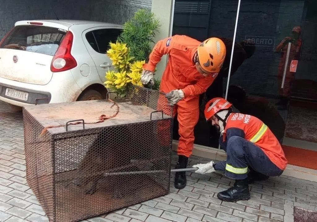 Bombeiros resgatam capivara em avenida de Confresa