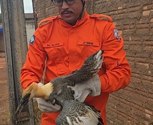 Bombeiros resgatam curicaca ferida em Confresa