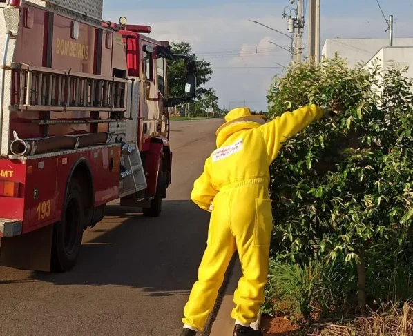 MT registra alta nas ocorrências com insetos agressivos