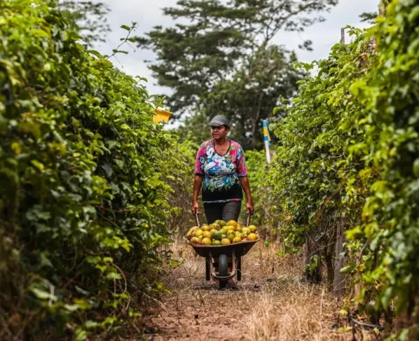 Parcerias impulsionam regularização pelo MT Produtivo