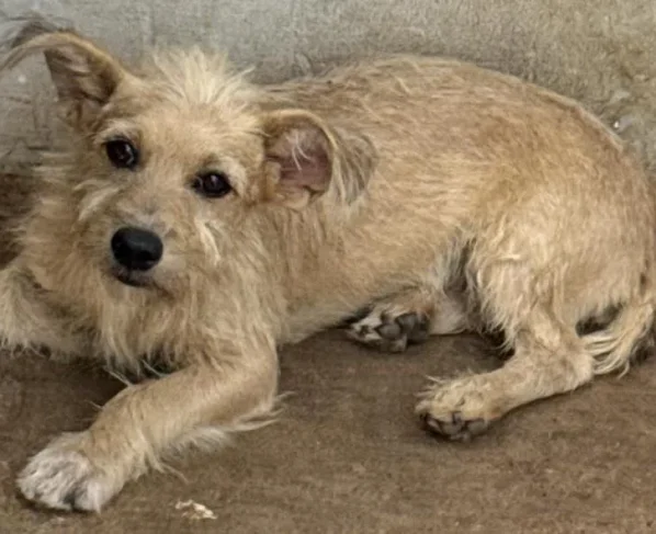 Polícia prende homem por maus-tratos a cão em Vila Rica