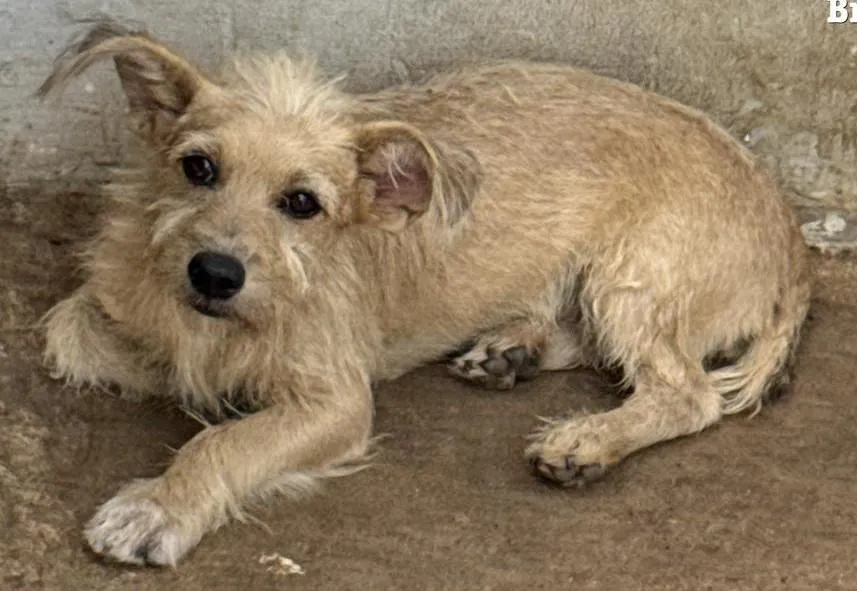 Polícia prende homem por maus-tratos a cão em Vila Rica