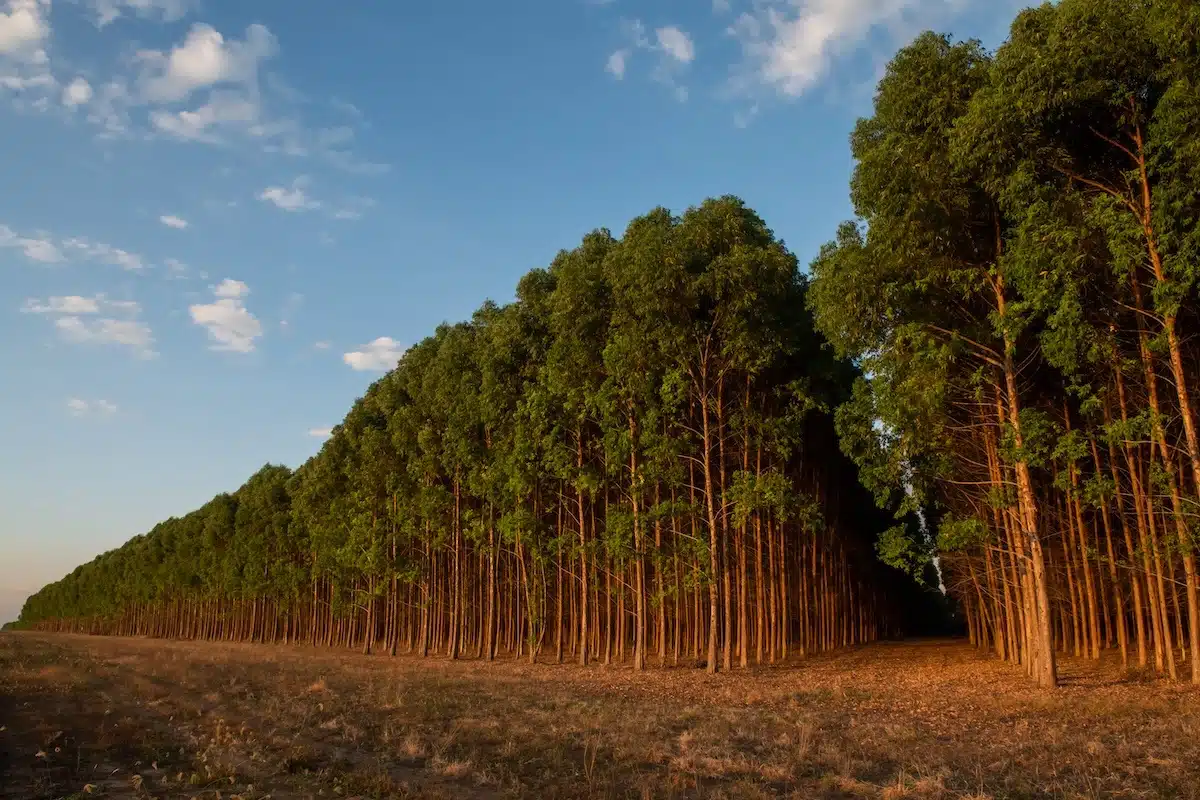 Audiência pública vai debater aumento no consumo de biomassa de floresta nativa em MT