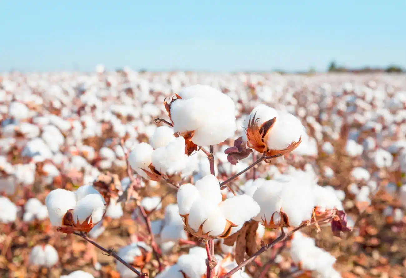 Redução das chuvas no sul de Mato Grosso coloca cotonicultores em alerta