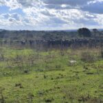 ABC+ em Ação mostra como Mato Grosso quer liderar o agro de baixo carbono no Brasil