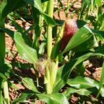 Milho perde rentabilidade e soja pode sentir impacto na produtividade