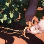 Nematoides desafiam produtividade de soja, milho e algodão e exigem manejo desde a semente