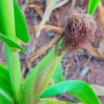 Clima, atraso e desvalorização reduzem renda na soja e deixam milho sob estresse em Mato Grosso