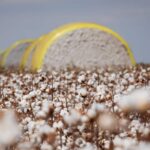 MT, campeão nacional na produção de algodão, lança programa para incentivar industrialização