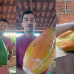 Mamão gigante cultivado em Confresa viraliza e impressiona internautas