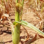 Nova Xavantina sofre com seca, pragas e prejuízos