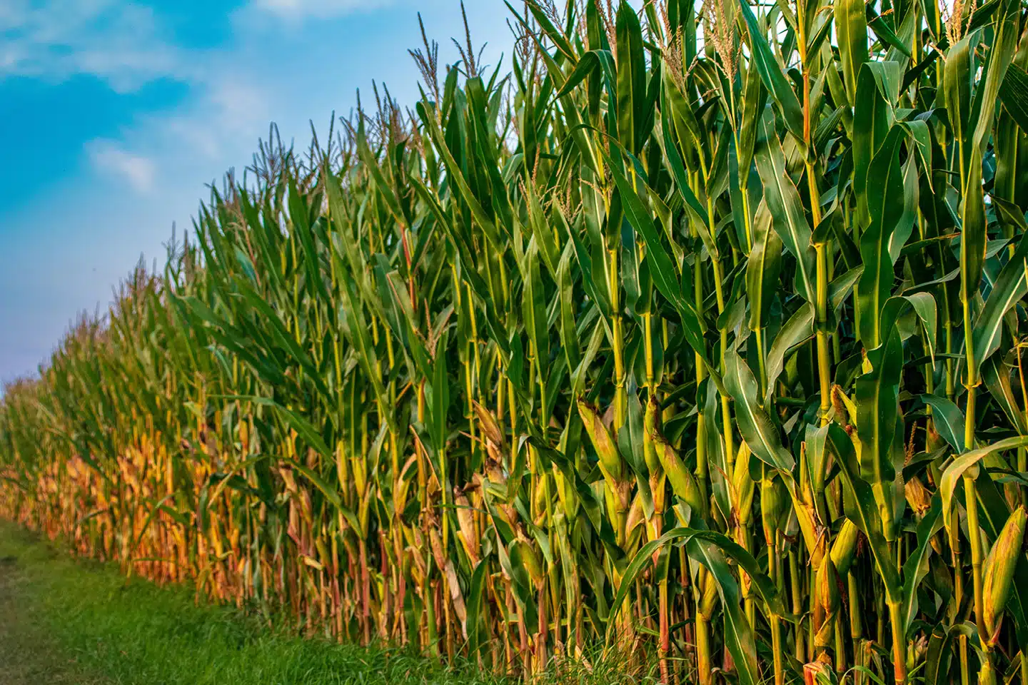 Pulgão-do-milho pode reduzir produtividade em até 60%