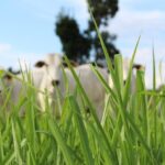Recuperação de pastagens aumenta produtividade e captura de carbono em Mato Grosso