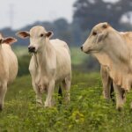 Risco de falta de sal mineral ameaça suplementação do maior rebanho bovino do país