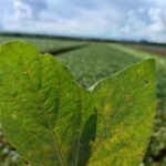 Vazio Sanitário da soja começa no dia 8 de junho em Mato Grosso
