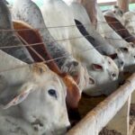 Acrimat alerta para riscos da cota da China e do fim da escala 6×1