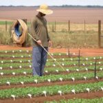 Sementes certificadas e proteção intelectual ganham destaque em debate sobre o futuro do agro