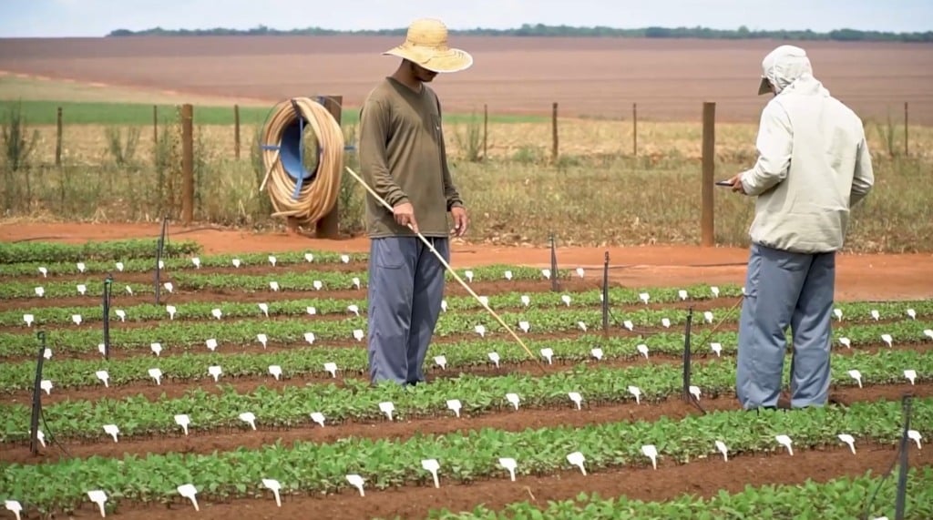 Sementes certificadas e proteção intelectual ganham destaque em debate sobre o futuro do agro