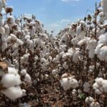 Chuvas elevam atenção dos cotonicultores na fase final da safra mato-grossense