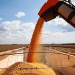 Colheita de milho passa de 20% da área plantada em MT e ritmo vai superando ciclo anterior