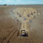 Colheita do milho alcança 11% da área em Mato Grosso