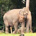 Elefanta deixa o Beto Carrero World rumo a santuário em MT