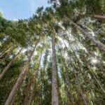 Entidade alerta: “MT já vive apagão de biomassa sustentável”