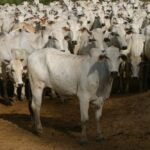 Livre de aftosa sem vacinação: China reconhece status de MT e abre novas oportunidades para exportações de carne bovina