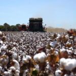 Mato Grosso inicia colheita do algodão