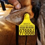 Mato Grosso se prepara para nova regra de rastreabilidade bovina