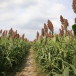 Milho, algodão e sorgo mantêm ritmo das fazendas durante segunda safra