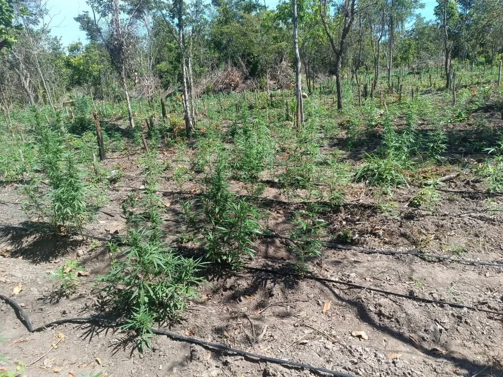 PM desmonta 70ª invasão de terra em MT e descobre 5 mil pés de maconha em Luciara