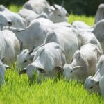 Pecuaristas de Mato Grosso ainda relatam dificuldades na compra de vacinas contra clostridioses