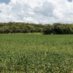 Plano de gestão territorial de MT é homologado pelo STF