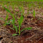 Sistema Plantio Direto alia economia e conservação ambiental em MT
