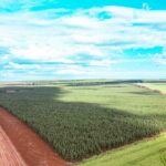 TAC proíbe biomassa de desmatamento e traz segurança ao setor florestal de MT