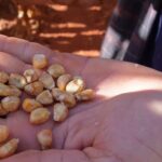 Doença fúngica em lavouras de milho mobiliza investigação em Mato Grosso