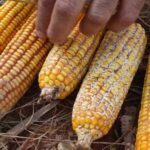 Análises confirmam fungo em lavouras de milho e orientam manejo em Mato Grosso
